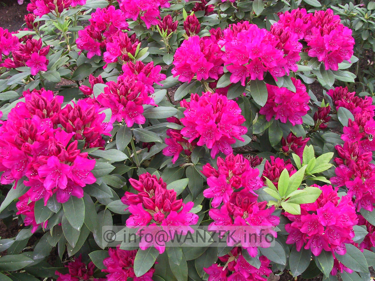 Rhododendron Van Der Hoop 01.JPG